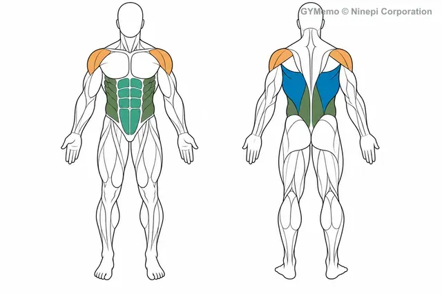 アブローラーで主に鍛える筋肉の図