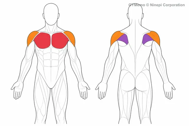 腕回しで主に鍛える筋肉の図