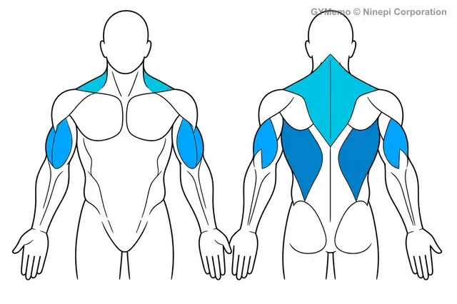 アシステッド・プルアップで主に鍛える筋肉の図