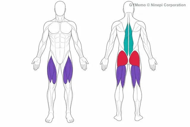 バーベルスクワットで主に鍛える筋肉の図