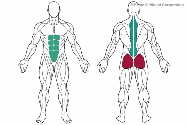 バードドッグで主に鍛える筋肉の図