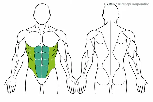 ケーブルクランチで主に鍛える筋肉の図