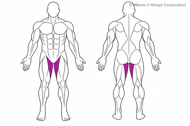 ケーブル・ヒップアダクションで主に鍛える筋肉の図