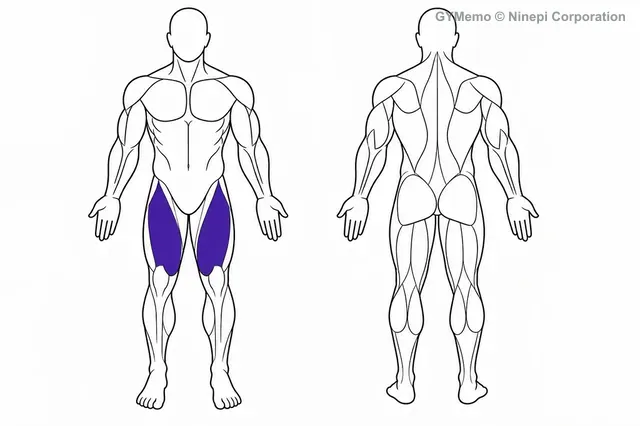 ケーブルレッグエクステンションで主に鍛える筋肉の図