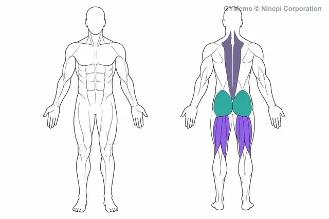 ケーブルプルスルーで主に鍛える筋肉の図