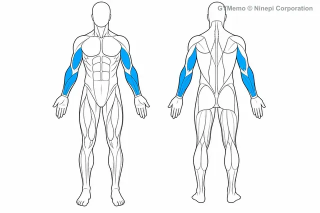 ケーブル・リバースカールで主に鍛える筋肉の図