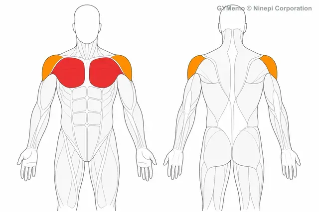 胸のストレッチで主に鍛える筋肉の図