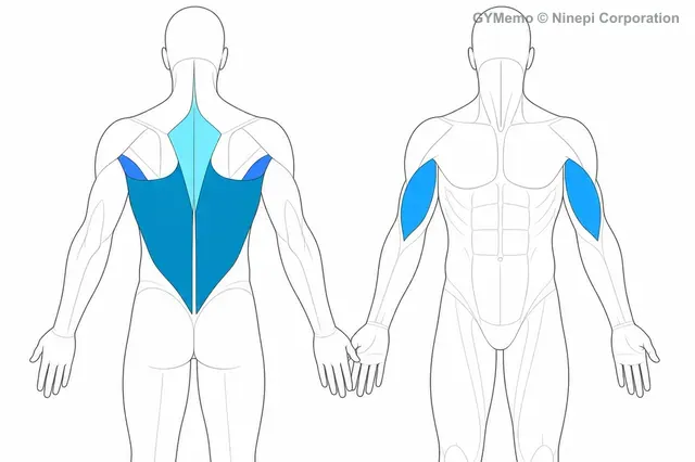 チンアップ（逆手懸垂）で主に鍛える筋肉の図