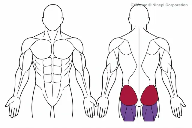 ダンベル・ヒップスラストで主に鍛える筋肉の図