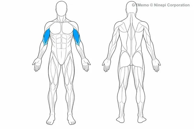 ダンベルプリーチャーカールで主に鍛える筋肉の図
