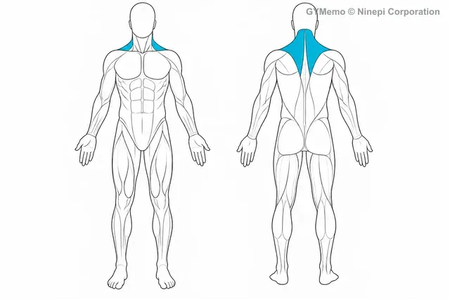 ダンベルシュラッグで主に鍛える筋肉の図
