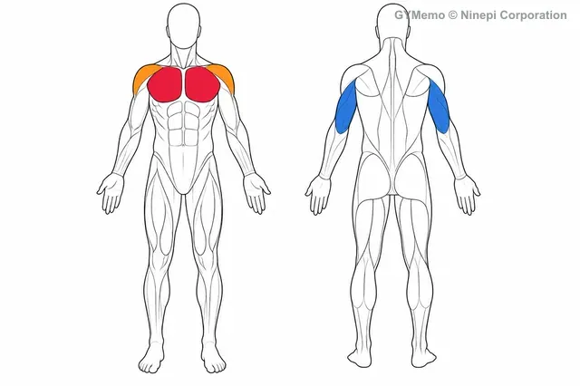 ダンベルスクイーズプレスで主に鍛える筋肉の図