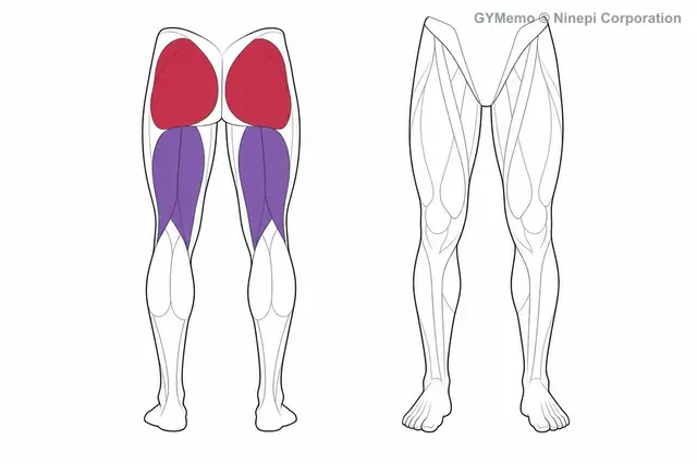 ヒップリフト（グルートブリッジ）で主に鍛える筋肉の図