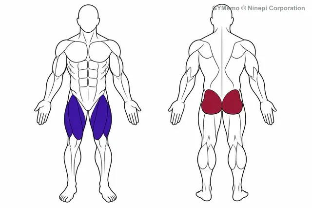 ホリゾンタルレッグプレス(座位水平式)で主に鍛える筋肉の図
