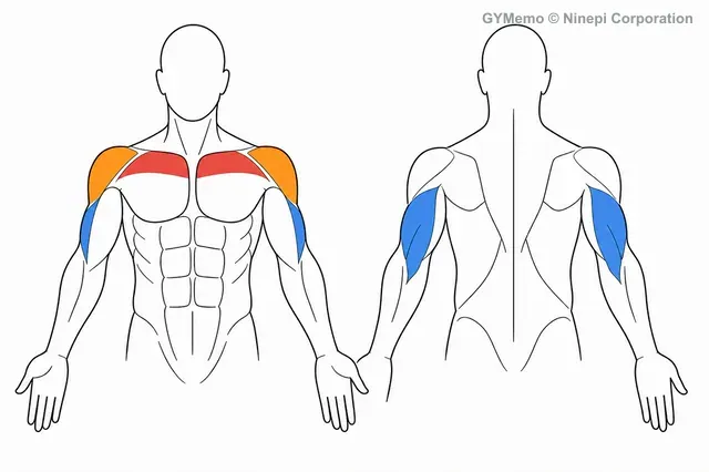 インクラインダンベルベンチプレスで主に鍛える筋肉の図