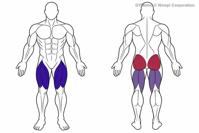 ジャンピングスクワットで主に鍛える筋肉の図