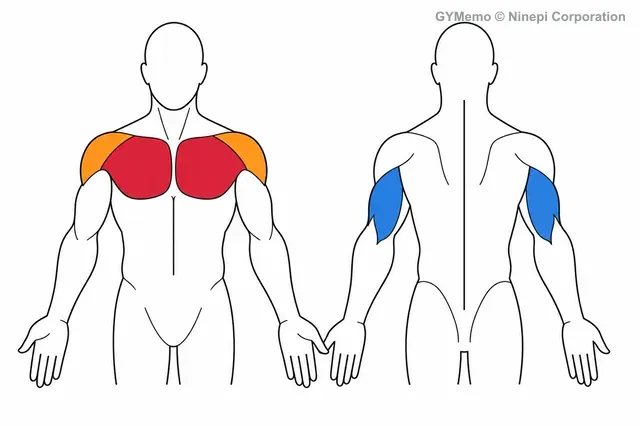 ラーセンベンチプレス(脚伸ばし)で主に鍛える筋肉の図