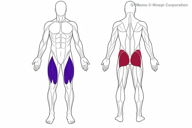 ラテラルステップアップで主に鍛える筋肉の図