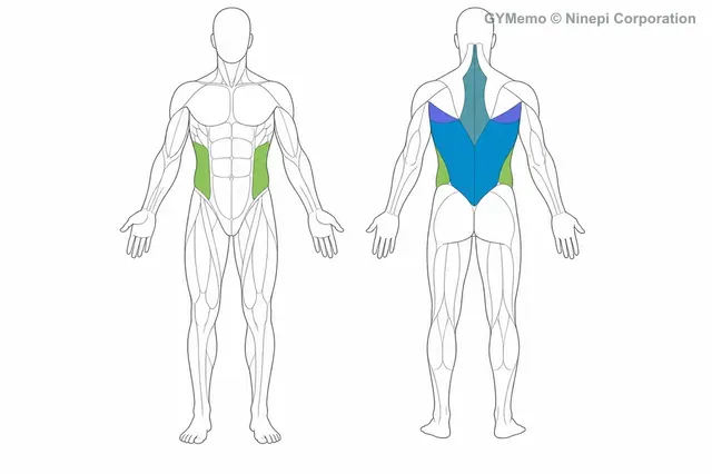 広背筋のストレッチで主に鍛える筋肉の図