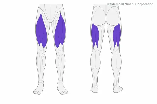 レッグエクステンションで主に鍛える筋肉の図