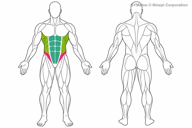 レッグレイズで主に鍛える筋肉の図