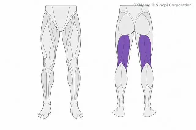 ノルディック・ハムストリングカールで主に鍛える筋肉の図