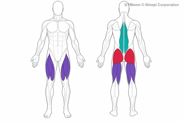 ポーズ・フロントスクワットで主に鍛える筋肉の図