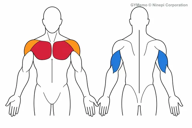 ピンベンチプレスで主に鍛える筋肉の図