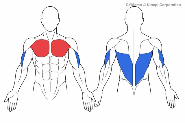 プルオーバーで主に鍛える筋肉の図