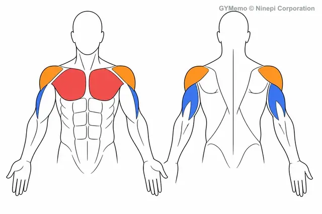プッシュアップ(腕立て伏せ)で主に鍛える筋肉の図