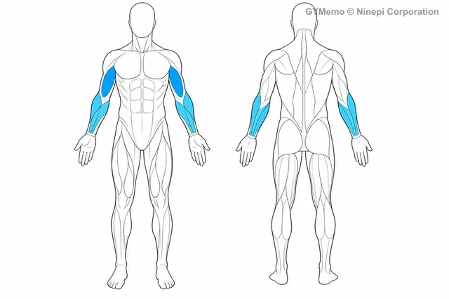リバースカールで主に鍛える筋肉の図