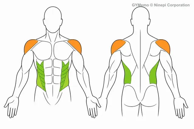 ロータリートーソで主に鍛える筋肉の図