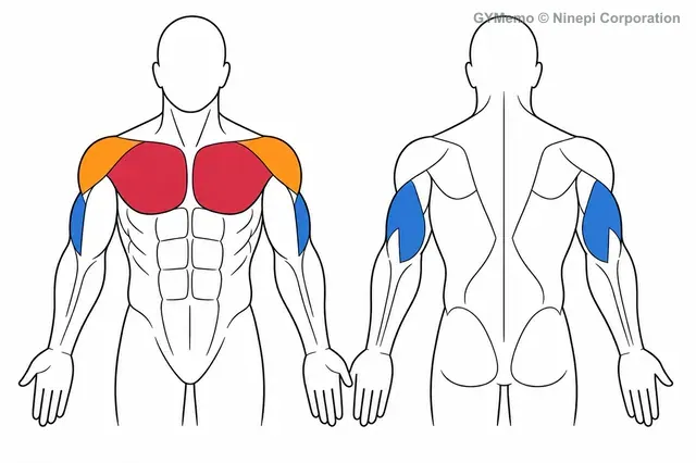 シーテッド・ケーブルチェストプレスで主に鍛える筋肉の図