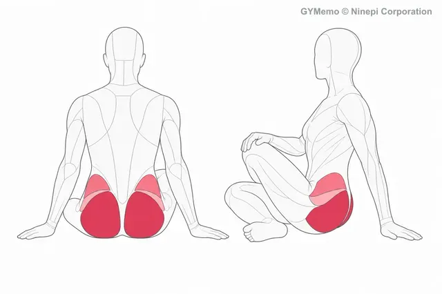 お尻のストレッチで主に鍛える筋肉の図
