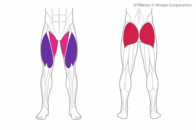 サイドランジで主に鍛える筋肉の図
