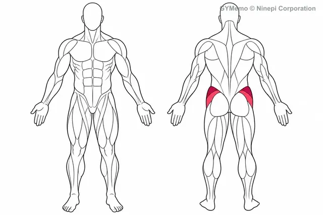 サイドライング・クラムで主に鍛える筋肉の図