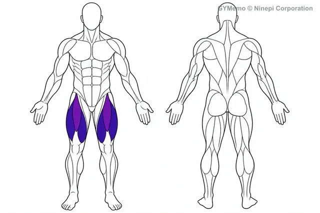 シシースクワットで主に鍛える筋肉の図