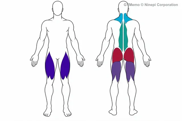 スミスマシン・デッドリフトで主に鍛える筋肉の図