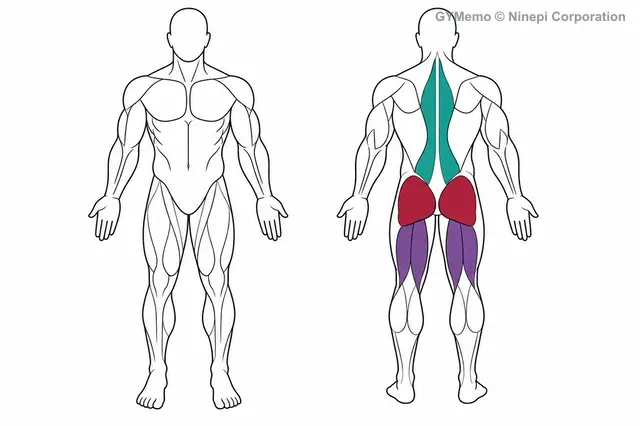 スミスマシン・グッドモーニングで主に鍛える筋肉の図