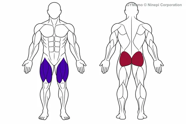 スミスマシン・スプリットスクワットで主に鍛える筋肉の図