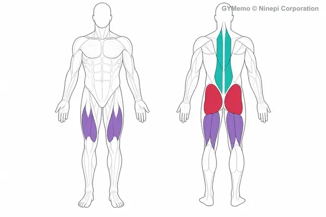 スナッチデッドリフトで主に鍛える筋肉の図