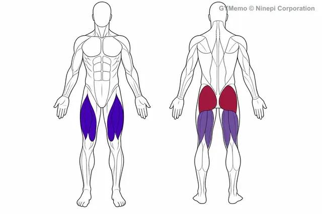 スプリットスクワットで主に鍛える筋肉の図
