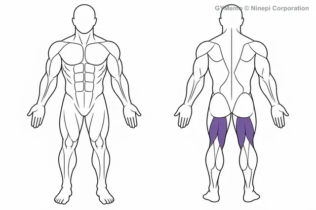 スタンディングレッグカールで主に鍛える筋肉の図