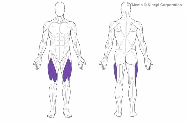 大腿四頭筋のストレッチで主に鍛える筋肉の図