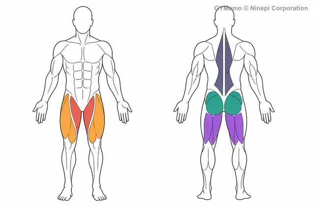 スモウデッドリフトで主に鍛える筋肉の図