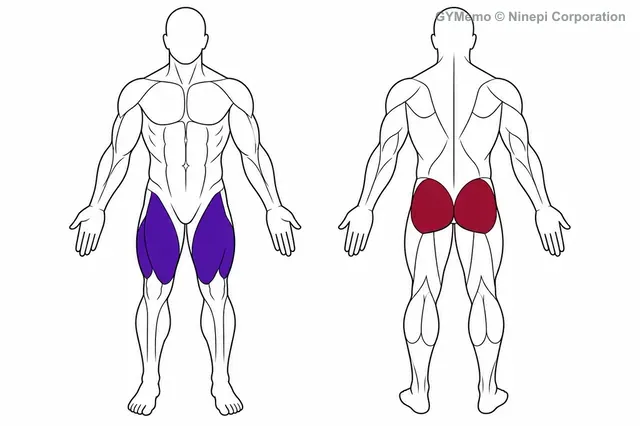 Vスクワットで主に鍛える筋肉の図