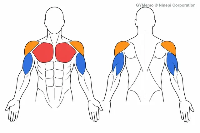 バーチカルチェストプレスで主に鍛える筋肉の図