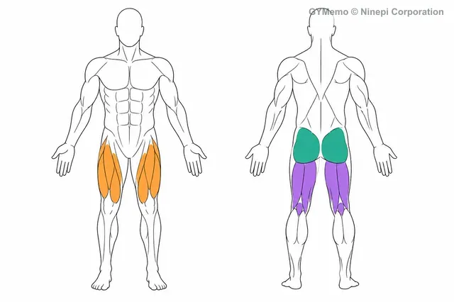 ウォーキングランジで主に鍛える筋肉の図