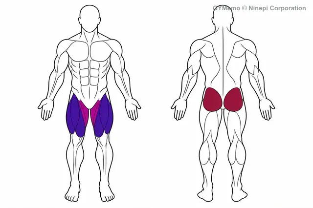 ワイドスタンス・スクワットで主に鍛える筋肉の図