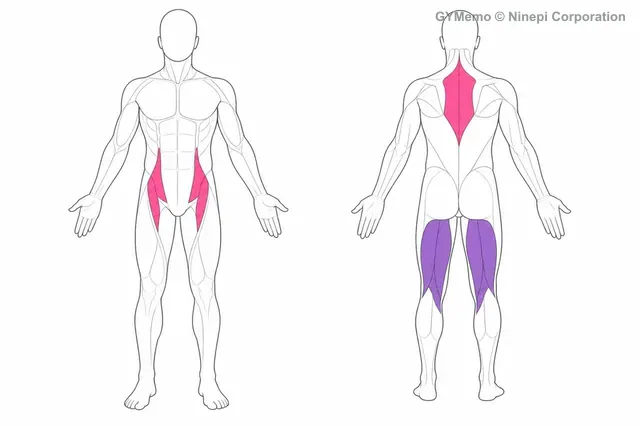 ワールドグレイテストストレッチで主に鍛える筋肉の図